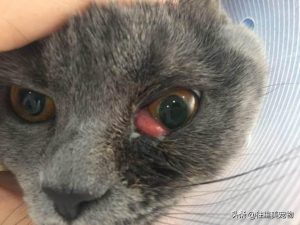 什么是宠物的第三眼睑？宠物狗猫增生的第三眼睑该怎样去诊治？宠物第三眼睑相关病症的治疗