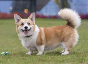 想养柯基犬？先了解好柯基