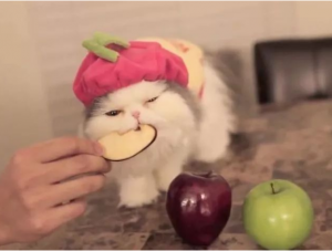 猫咪可以吃什么蔬果？猫咪可以吃的8种蔬果