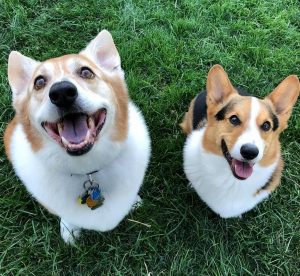 柯基与柴犬哪个更适合新手饲养？