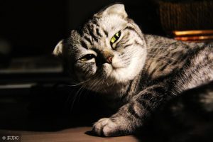 猫抓病来临时的症状和表现有哪些？几种症状和表现