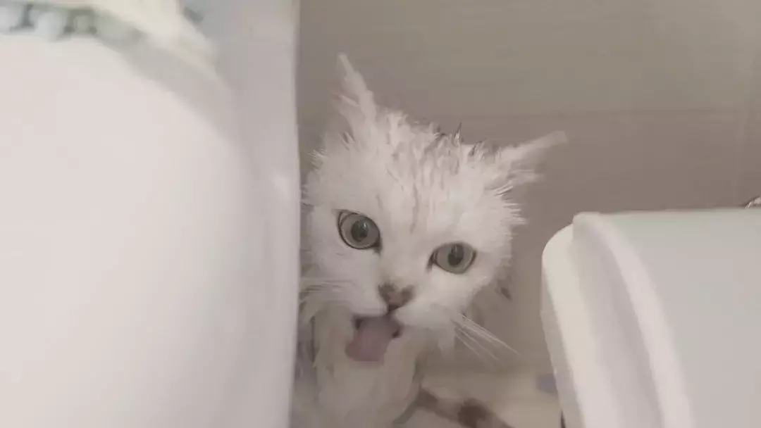 如何帮猫咪洗澡？猫咪洗澡的正确姿势