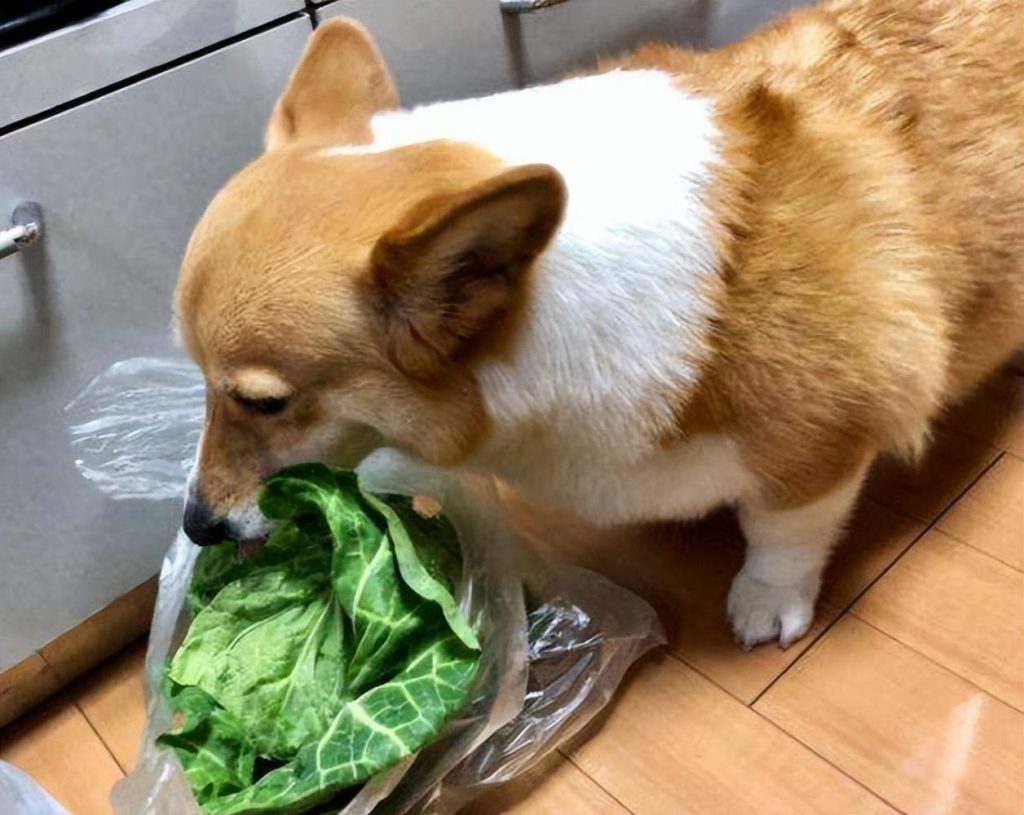 如何才能让狗狗吃得更好?饮食要喂对,喂食狗狗要做的3件事和不要做的2件事 如何才能让狗狗吃得更好?饮食要喂对,喂食狗狗要做的3件事和不要做的2件事