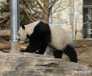 大熊猫有哪些生活习性？为什么会喜欢吃竹子？