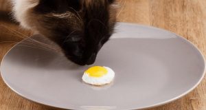 这7种美食猫咪都爱吃（可以吃的7种食物）