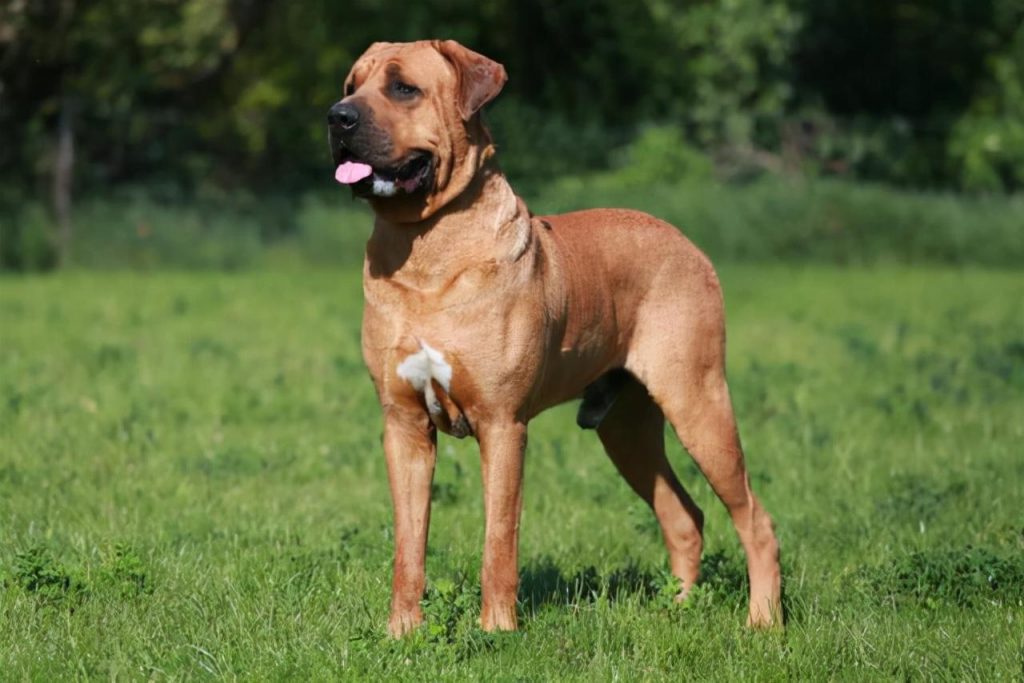 谁才是世界上最凶悍的猛犬？盘点世界上最凶悍的十大猛犬