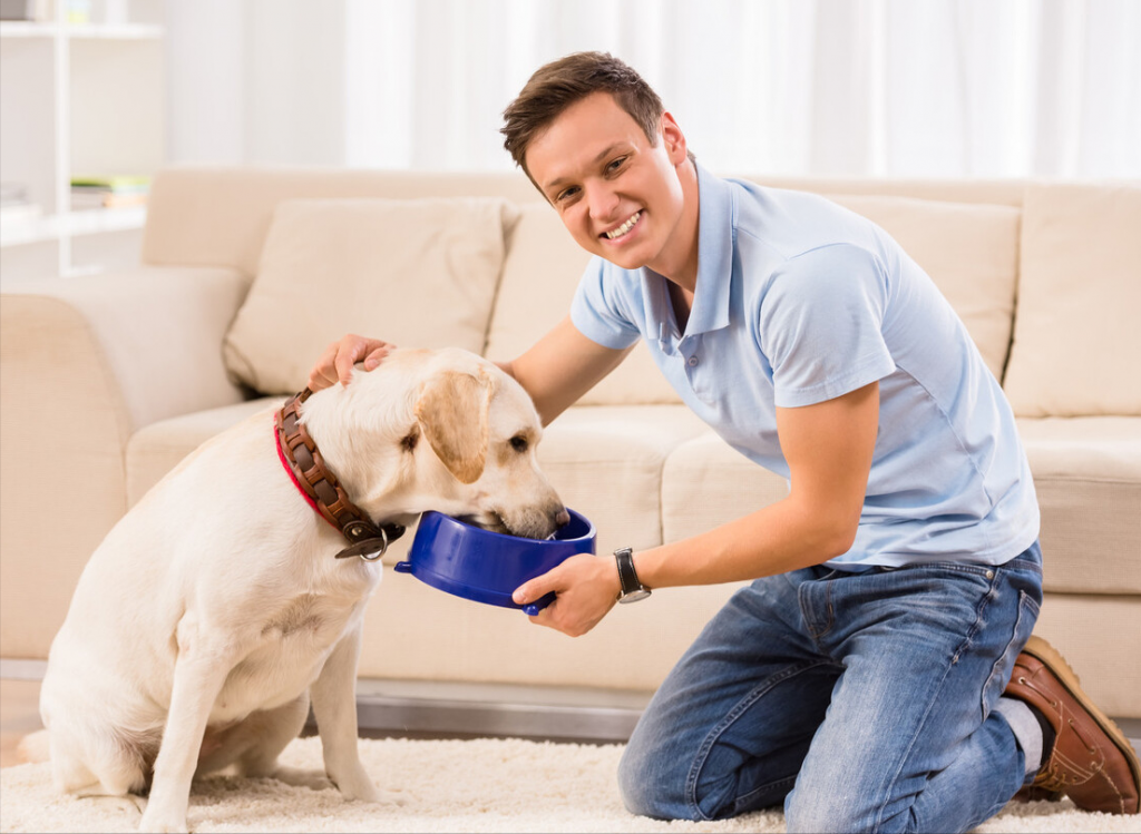 狗狗的一些饮食注意事项你知道多少呢？