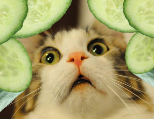 猫咪可以吃什么蔬果？猫咪可以吃的8种蔬果