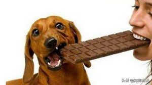 一颗巧克力最快六十分钟就能使狗狗失去生命，原因是什么？
