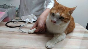 知道猫咪肾衰竭症状，但怎么治疗？（治疗方法）