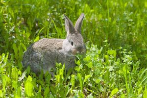 兔子皮肤长癣怎么治疗？护理的措施以及步骤
