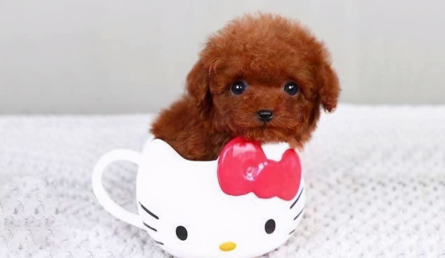 5万一只的茶杯犬，原来是这么来的，知道来源你还会买吗？