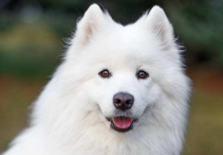 还不知道萨摩耶一天吃多少？成年的萨摩耶犬该如何饲养？