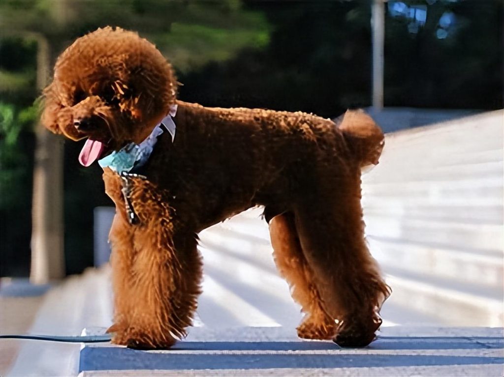 贵宾犬多少钱一只？贵宾犬的性格好吗？