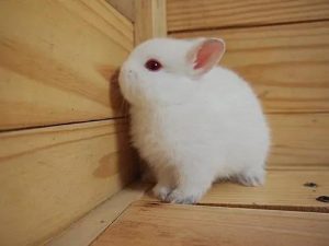 兔子冷知识：了解兔子特性及性格