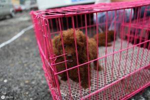 一只泰迪狗大概多少钱？泰迪犬的饲养方法
