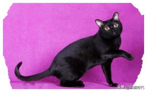 盘点给大家介绍六只不同品种的黑毛猫