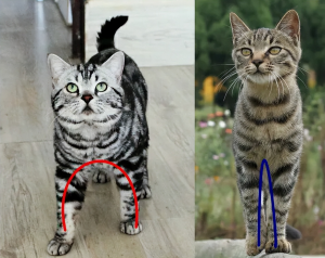 纯种“美短猫”才有的7个特征，那么如何挑选一只纯种的美短猫呢？