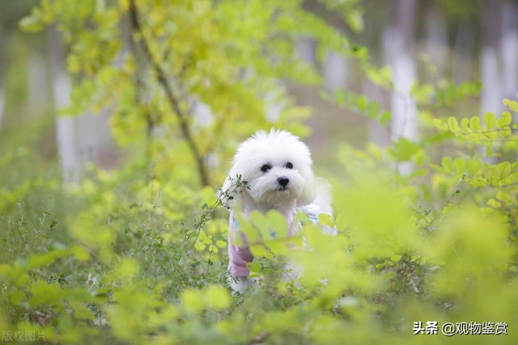 泰迪配狗颜色表，泰迪的毛发颜色有多少种，泰迪毛发该怎么护理呢？