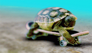乌龟寿命最长多少年？在生物学上，乌龟为什么能够长寿呢？