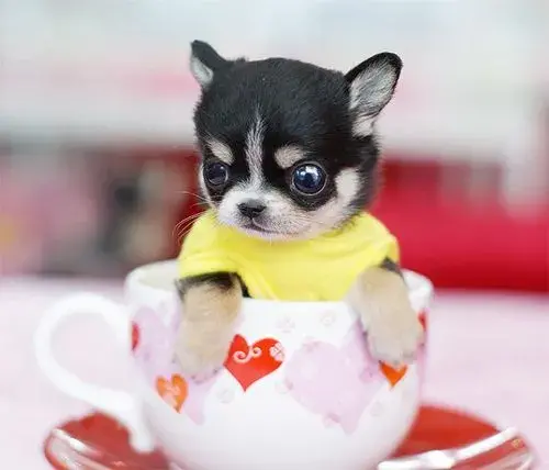 茶杯犬的寿命有多长？茶杯犬的缺点是什么？