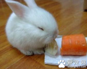兔子不能吃什么菜？兔子不能吃的菜有几点，注意不要大量喂养