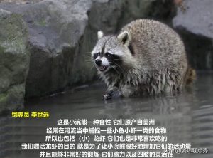 动物食谱：小浣熊爱吃小龙虾