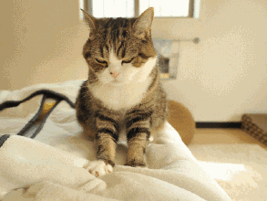 猫咪为什么会“踩奶”？猫咪踩奶有什么含义？