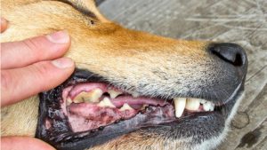 狗狗得了牙结石怎么办？如何去除牙结石？