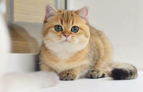 英短猫最常见的7种颜色，附上最新价，不要买贵了