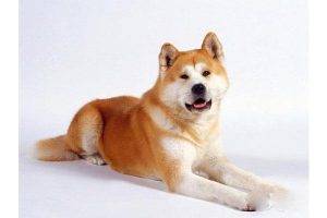 中国十大禁犬杜宾犬和藏獒上榜，忠犬八公也在其中