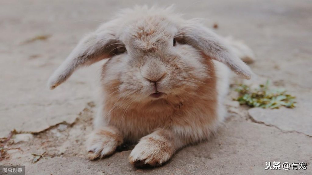 最常见的兔子有哪些？这5种兔子最受欢迎！