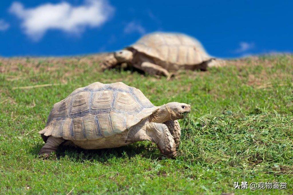 乌龟的生活习性有哪些？乌龟的变温特性是怎么样的？