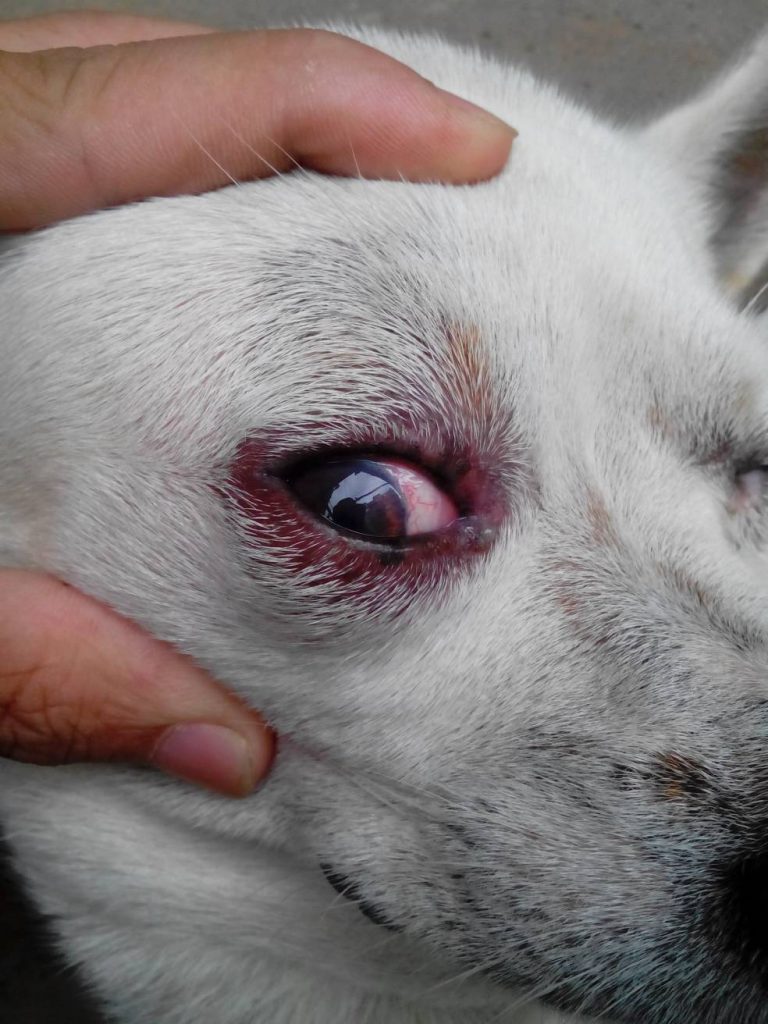 狗狗眼睛又红又肿，可能是眼睛发炎？狗狗眼睛发炎的3种情况