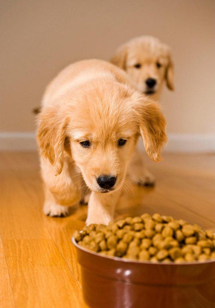 狗子一天吃几顿对身体最有益？这要看狗狗处于哪个阶段