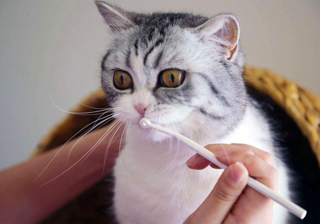 给猫咪拔牙是一种伤害？并不是一种伤害，其实是治疗猫口炎的有效手段