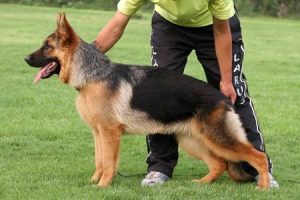狗狗训练教程的18个技巧(新手训狗的方法)