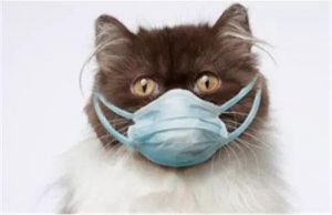 猫疱疹病毒是什么？猫疱疹病毒的介绍