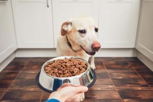 狗狗不吃东西的原因是什么？怎么解决狗狗不吃东西的问题？