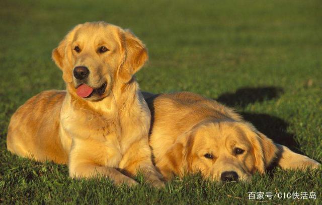关于狗狗喂食的问题：金毛成年犬一天应该喂多少狗粮呢？
