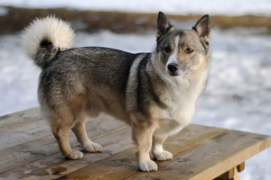 想养柯基犬？先了解好柯基