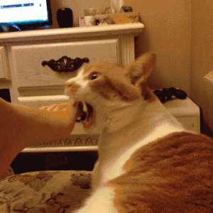 猫咪喜欢咬人，如何制止猫咪咬人的行为？制止猫咪咬人方法