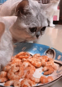 猫咪很贪吃，这几种食物对猫来说，可能你只喂过一半