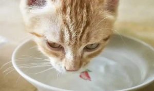 知道猫咪肾衰竭症状，但怎么治疗？（治疗方法）