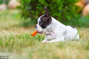 狗狗缺钙症状有哪些？哪些狗狗需要补钙？