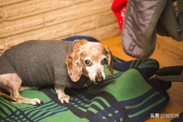 饲养腊肠犬的人也是越来越多,你喜欢腊肠犬吗? 饲养腊肠犬的人也是越来越多,你喜欢腊肠犬吗?