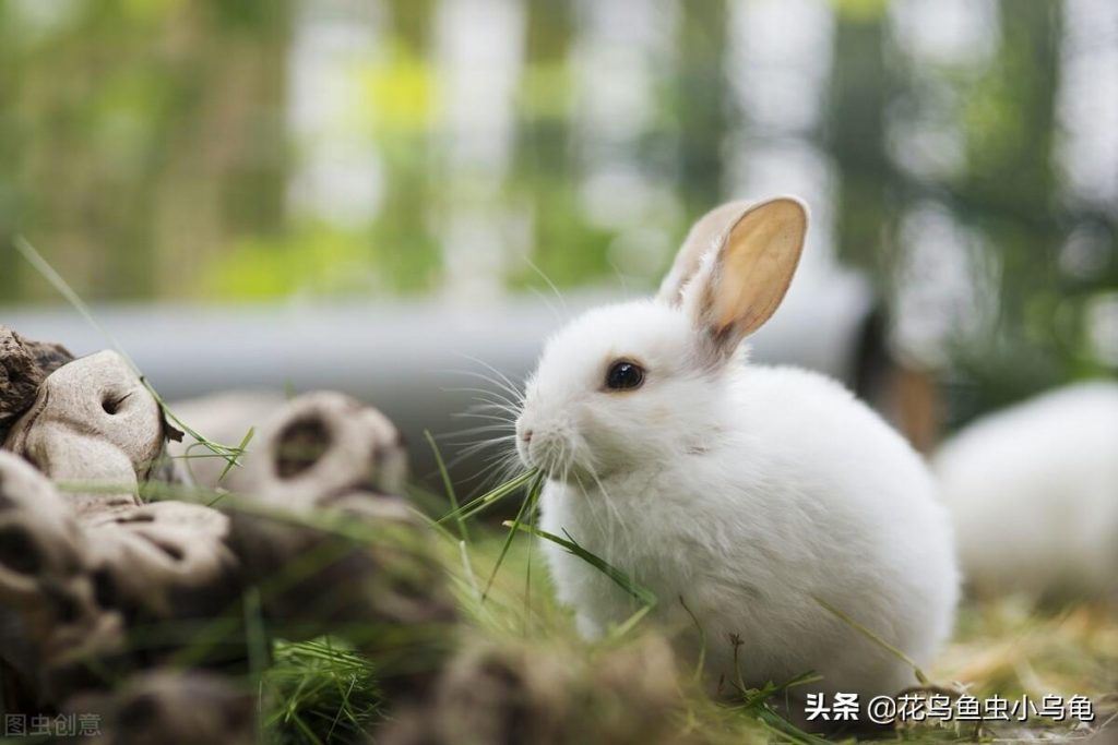 兔子吃什么？这些食材很常见，搭配蔬菜零食才能营养均衡