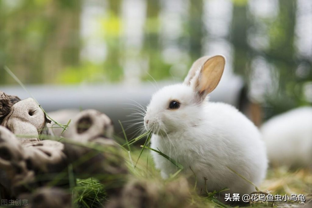 兔子吃什么?这些食材很常见,搭配蔬菜零食才能营养均衡 兔子吃什么?这些食材很常见,搭配蔬菜零食才能营养均衡