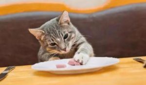除了猫粮，猫咪可以吃的10种人类食物