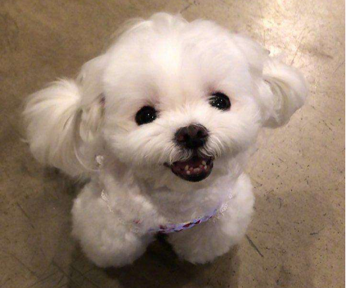 马尔济斯犬为什么那么多人喜欢养?因为这6个优点,太让人喜爱了! 马尔济斯犬为什么那么多人喜欢养?因为这6个优点,太让人喜爱了!